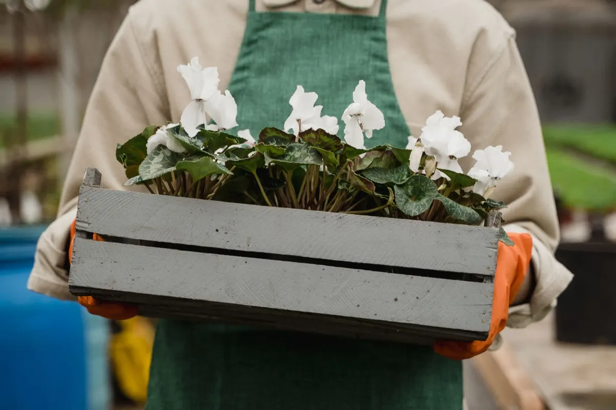 Gardener in an apron carrying a crate of white cyclamen
