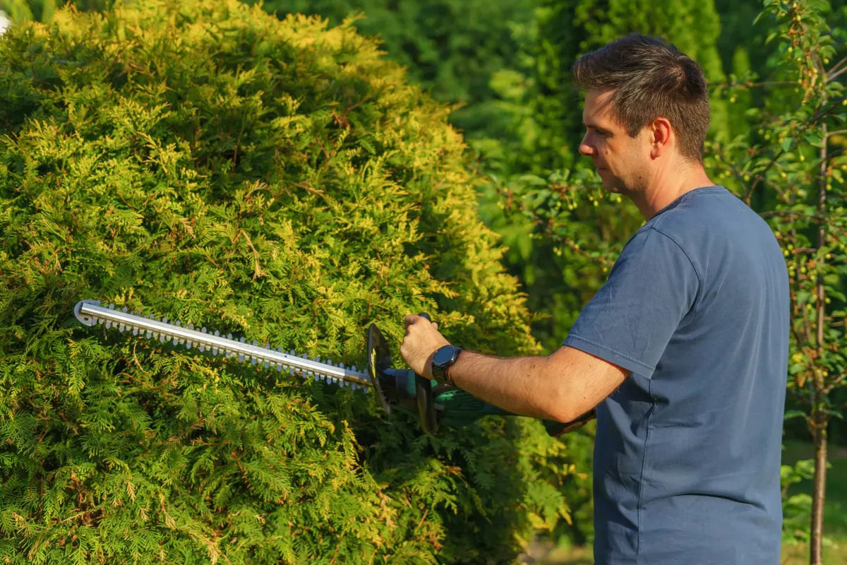 Crew member shaping a hedge with a trimmer