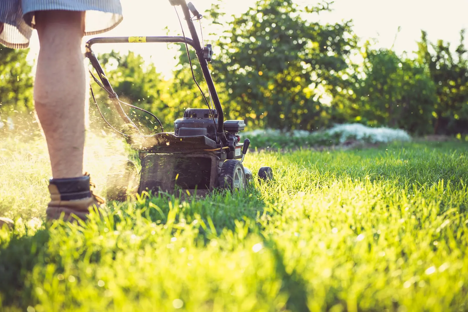 Lawn being mowed in warm evening light