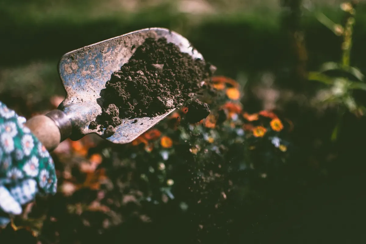 Hand trowel turning rich dark soil in a flower bed